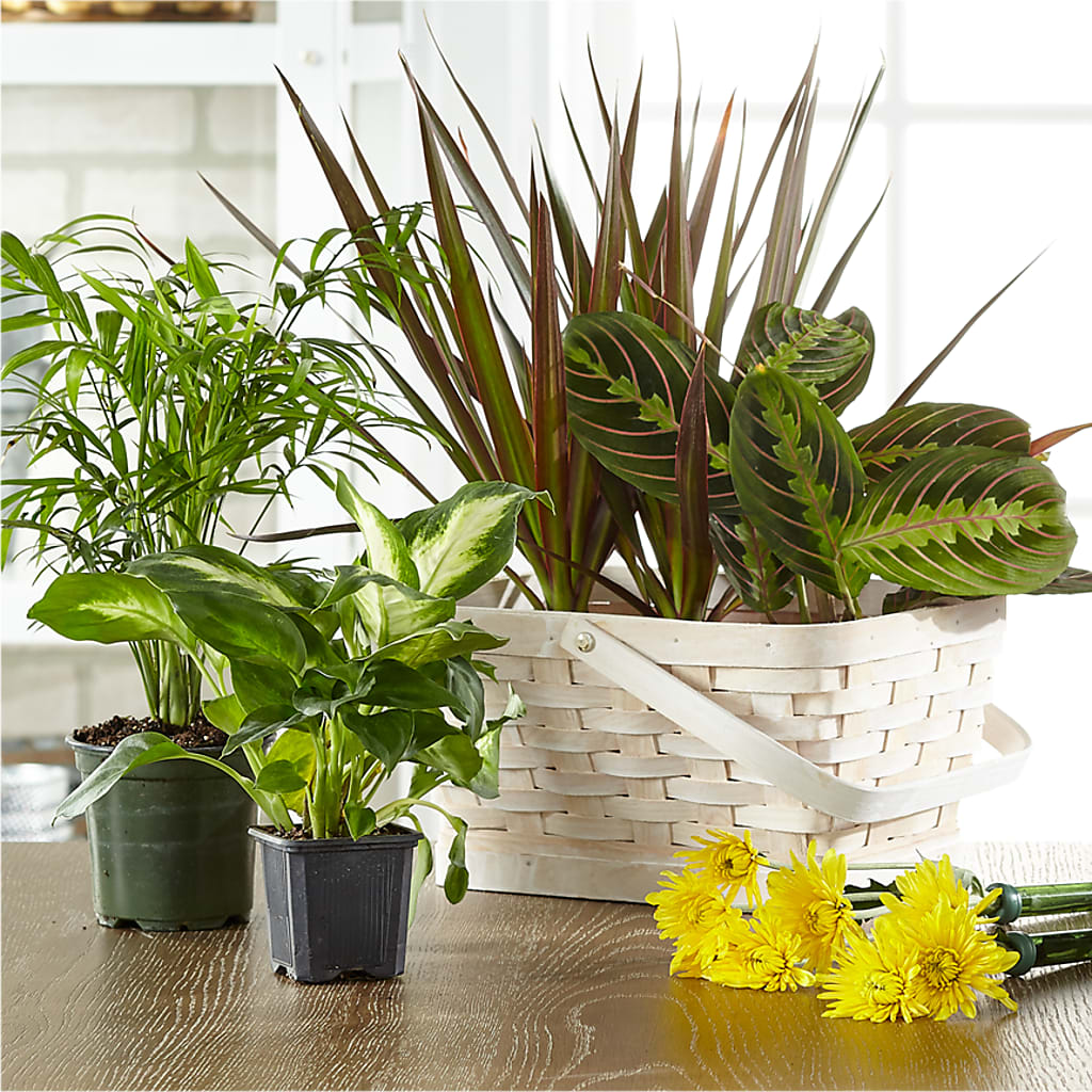 Florist Designed Blooming and Green Plants in a Basket – The Country Florist, Armour SD