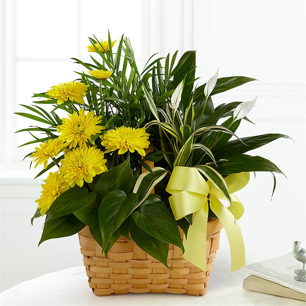 Loving Light Dishgarden – The Country Florist, Armour SD