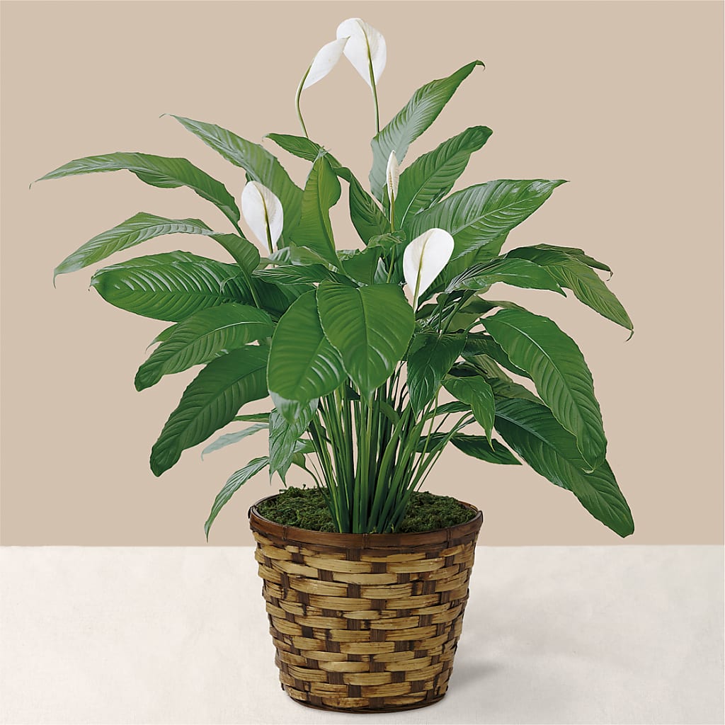 Tranquil Moments Peace Lily Plant – The Country Florist, Armour SD