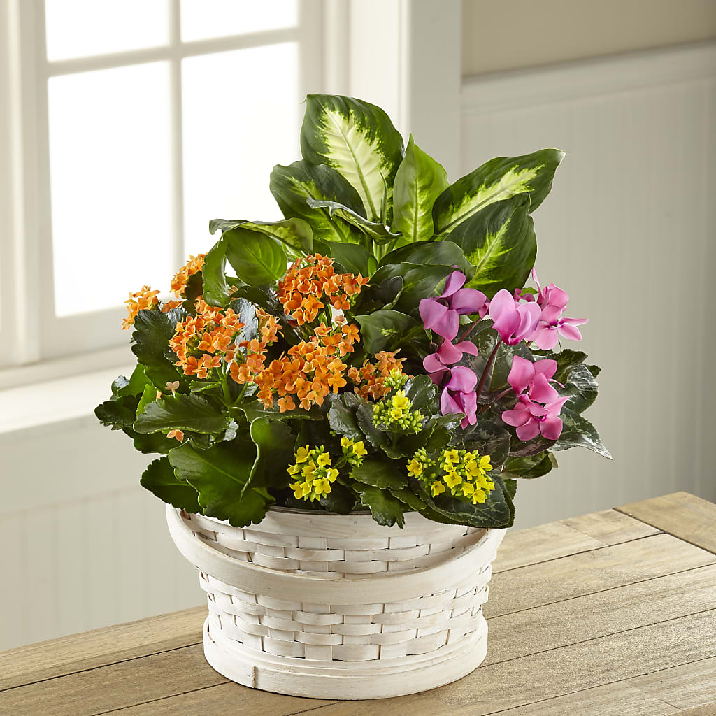 Color Crush Dishgarden – The Country Florist, Armour SD