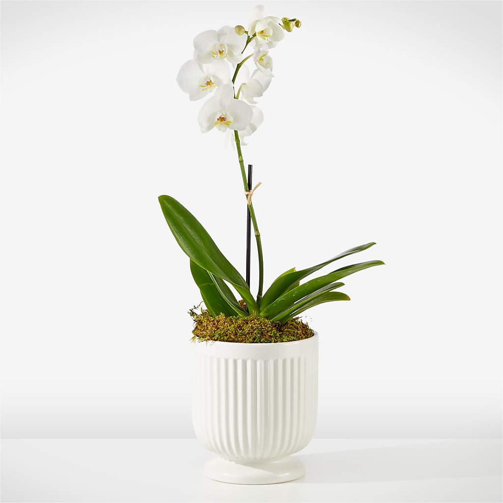 Whispering White Orchid – The Country Florist, Armour SD