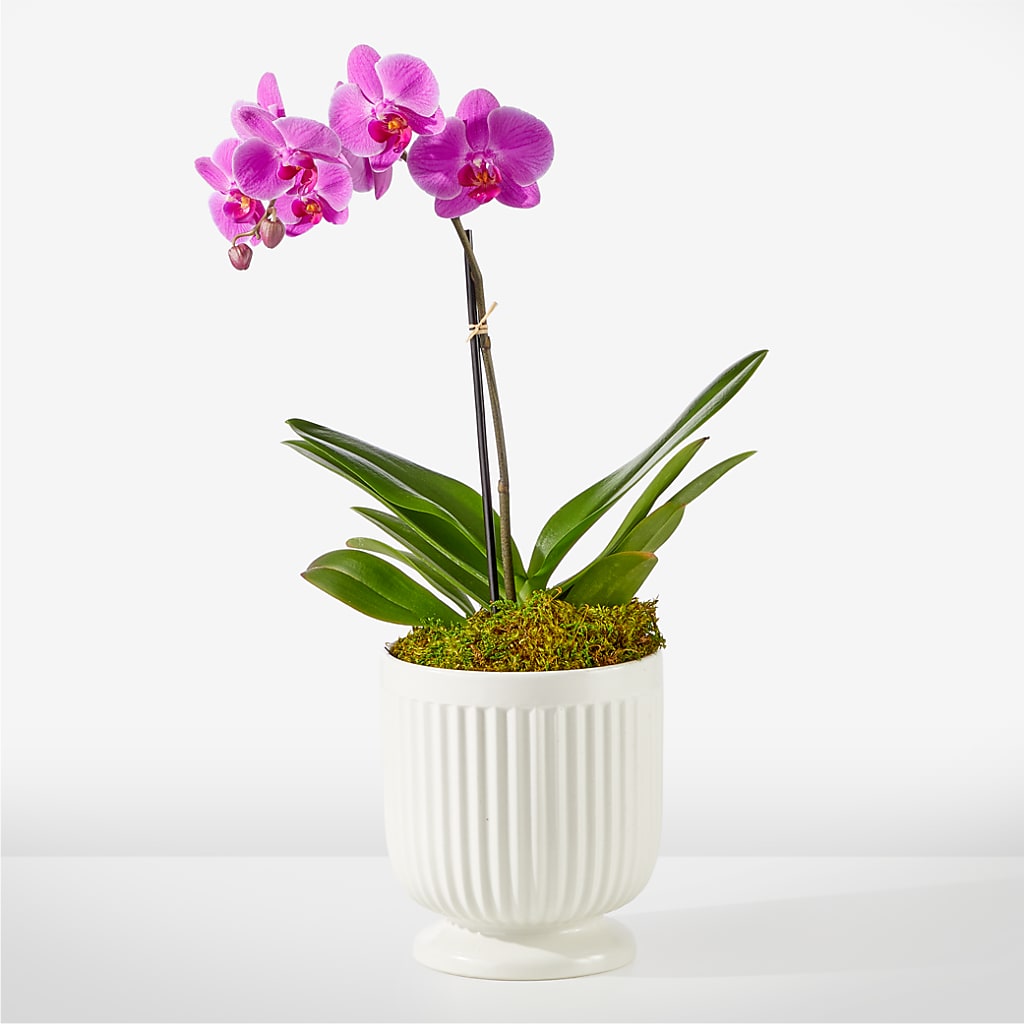 Friendly Fuchsia Orchid – The Country Florist, Armour SD