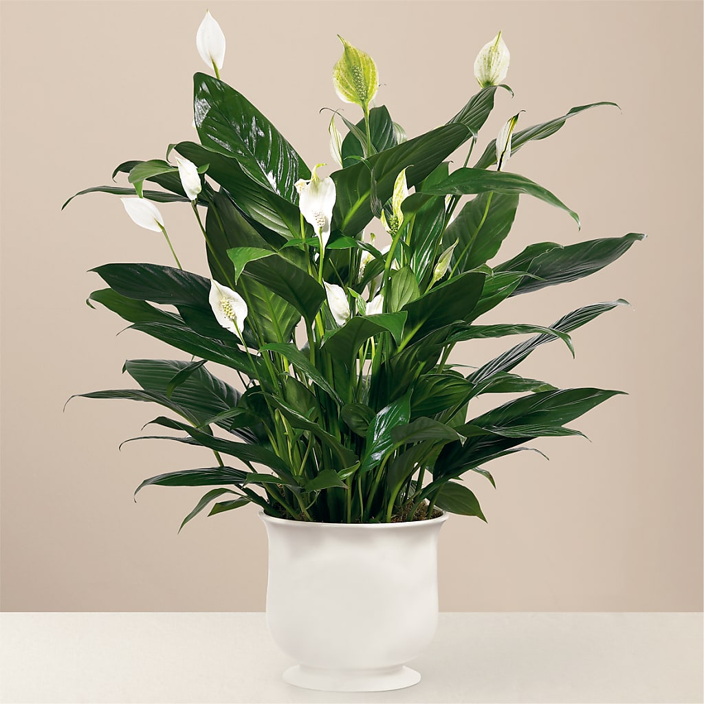 Comfort Planter – The Country Florist, Armour SD
