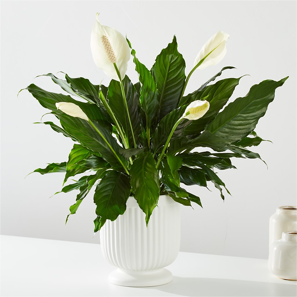 Comfort Planter – The Country Florist, Armour SD