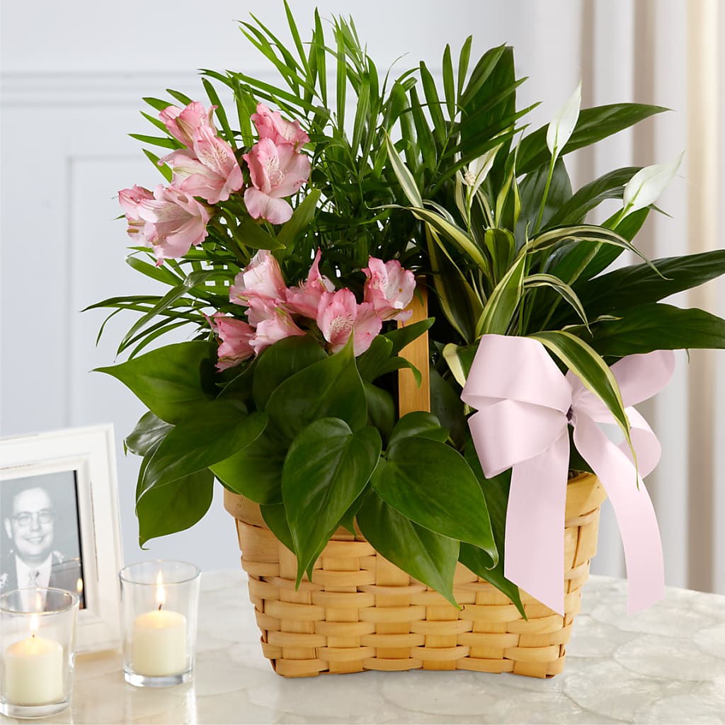 Living Spirit Dishgarden – The Country Florist, Armour SD