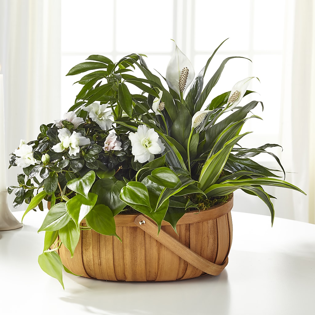 Serene Dishgarden – The Country Florist, Armour SD