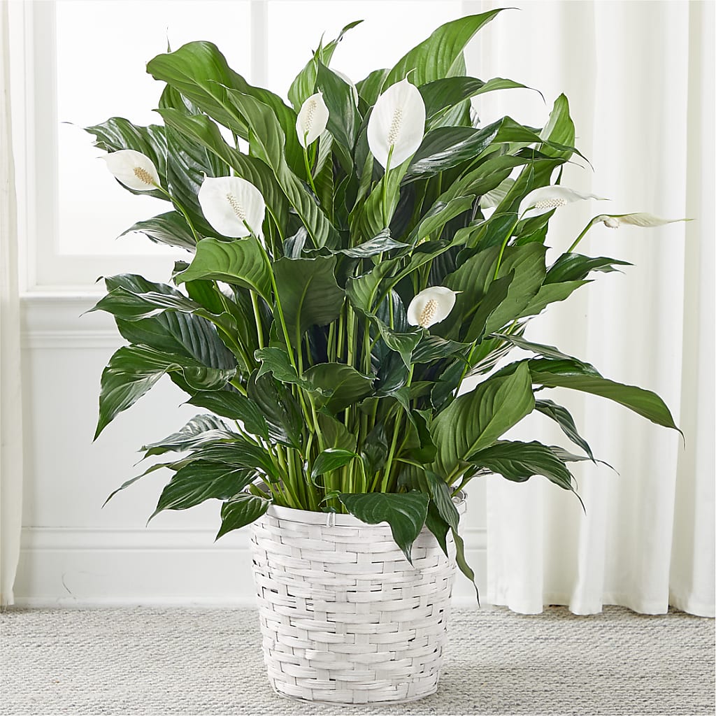 A New Leaf Peace Lily – The Country Florist, Armour SD