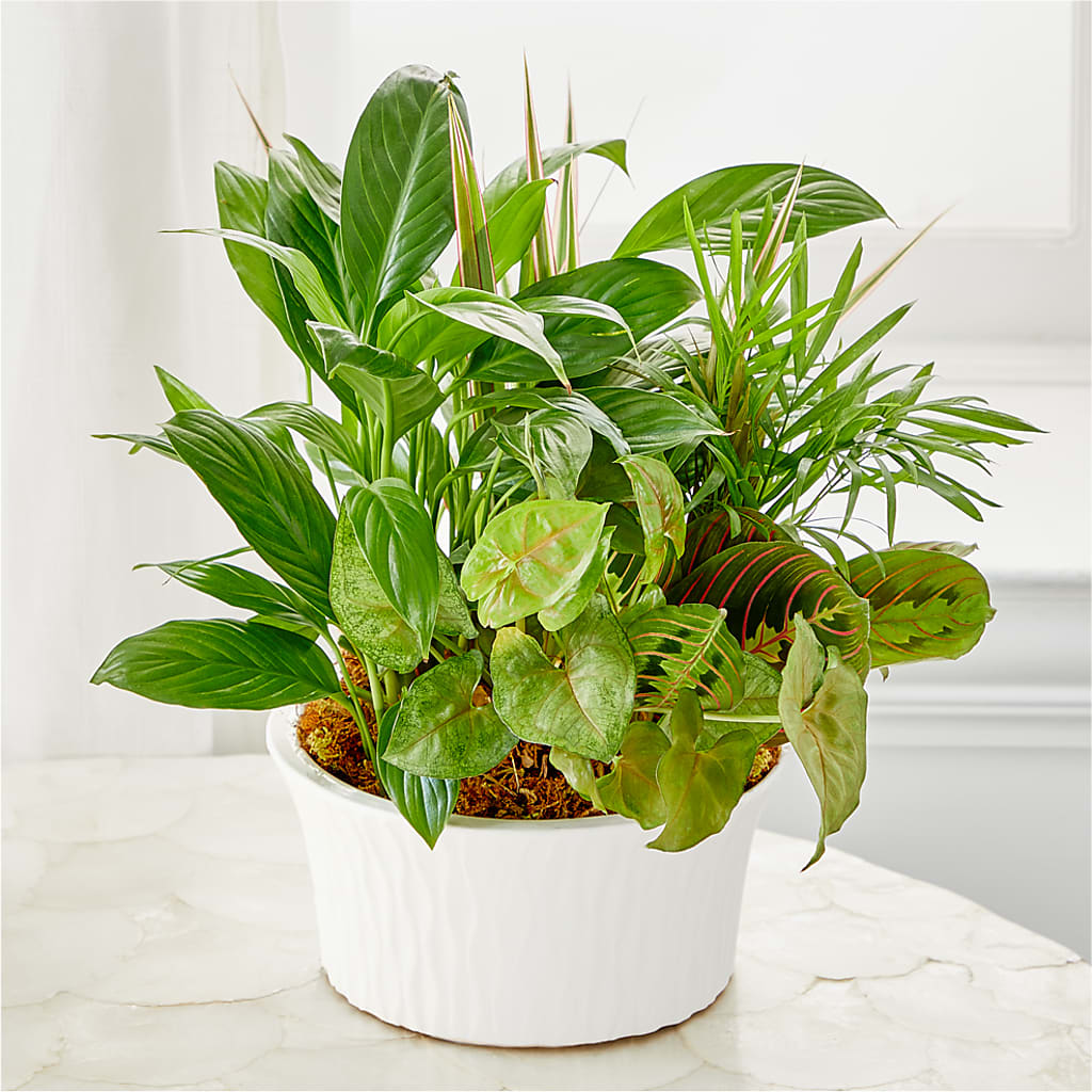 Balance & Harmony Dishgarden – The Country Florist, Armour SD
