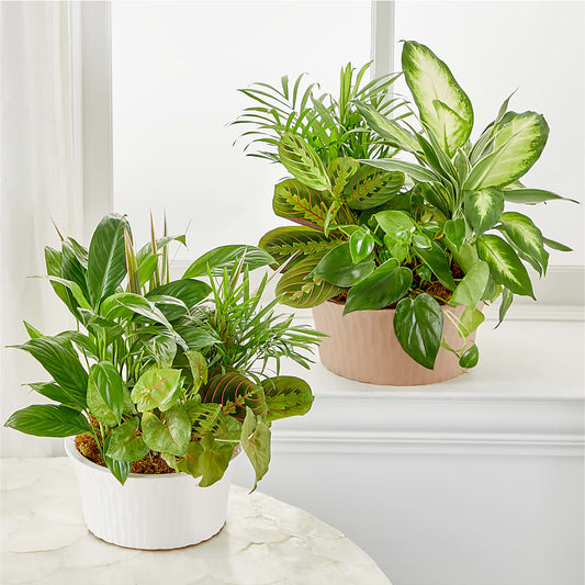 Balance & Harmony Dishgarden – The Country Florist, Armour SD