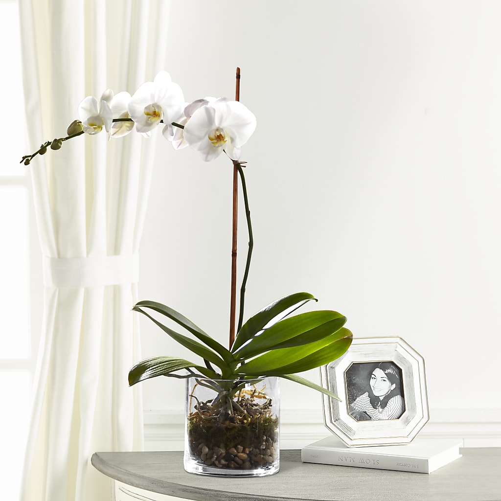 White Orchid Planter – The Country Florist, Armour SD