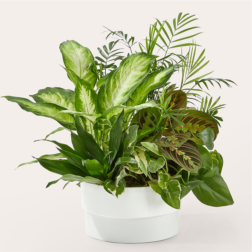 Radiating Positivity Dishgarden – The Country Florist, Armour SD