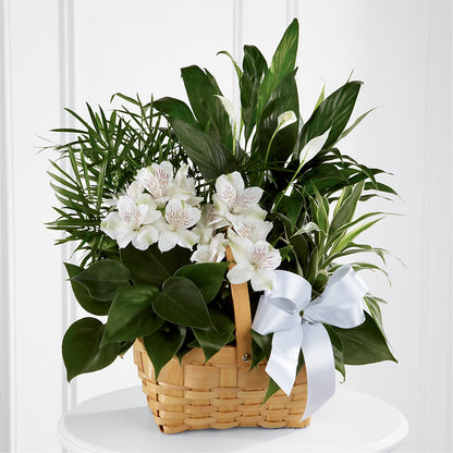 Peace & Serenity Dishgarden –  The Country Florist, Armour SD