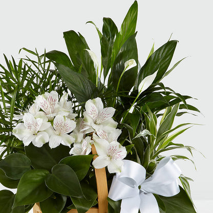 Peace & Serenity Dishgarden –  The Country Florist, Armour SD