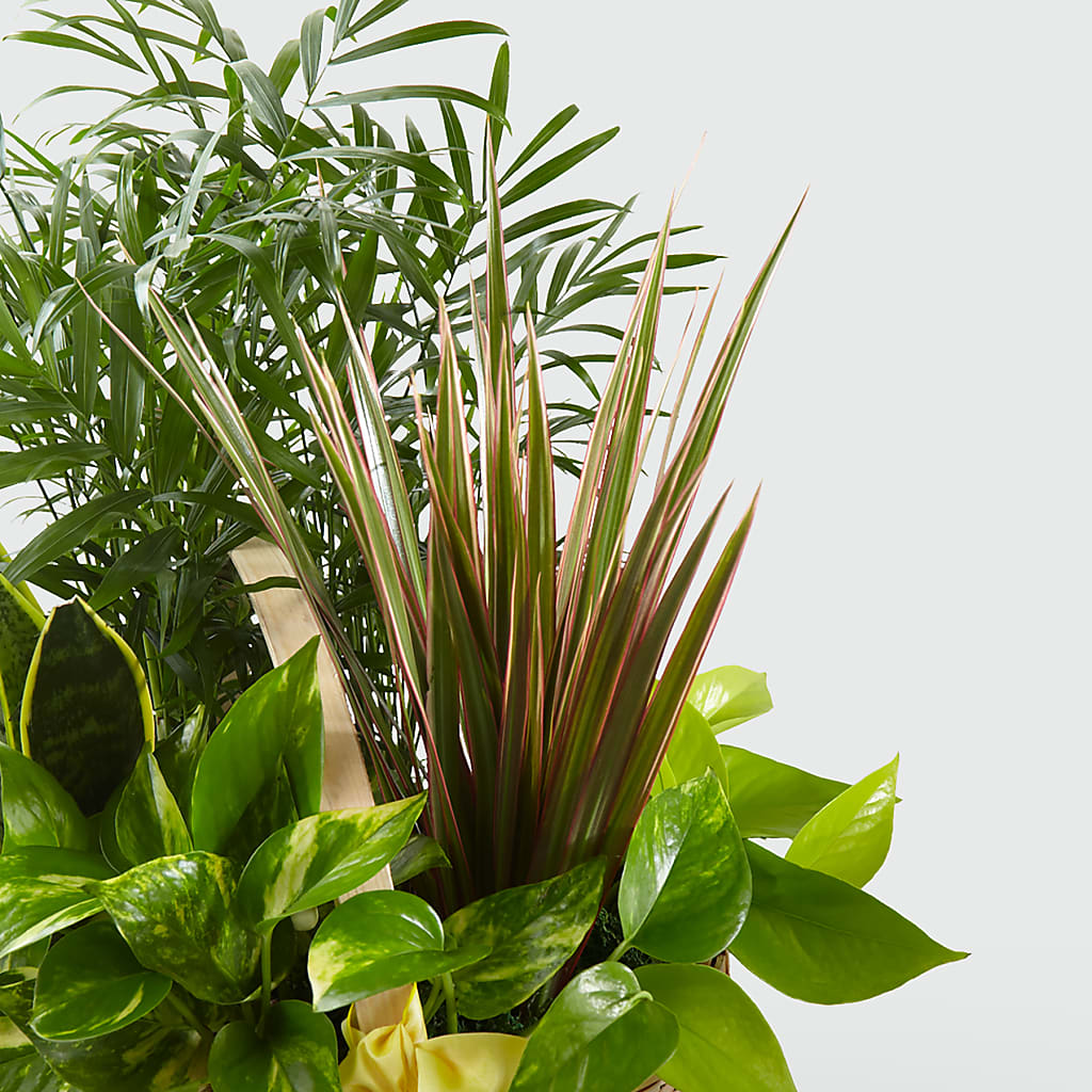 French Garden –  The Country Florist, Armour SD