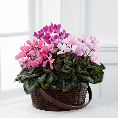 Mixed Cyclamen Planter –  The Country Florist, Armour SD