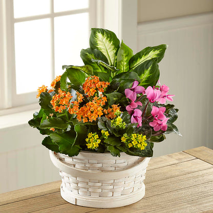 Color Crush Dishgarden –  The Country Florist, Armour SD