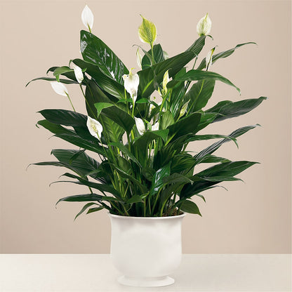Comfort Planter –  The Country Florist, Armour SD