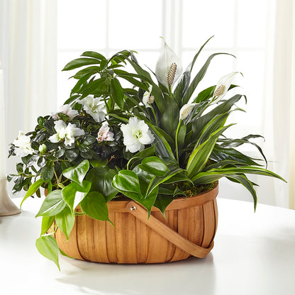Serene Dishgarden –  The Country Florist, Armour SD
