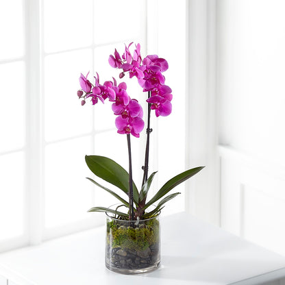 Pink Orchid Plant –  The Country Florist, Armour SD