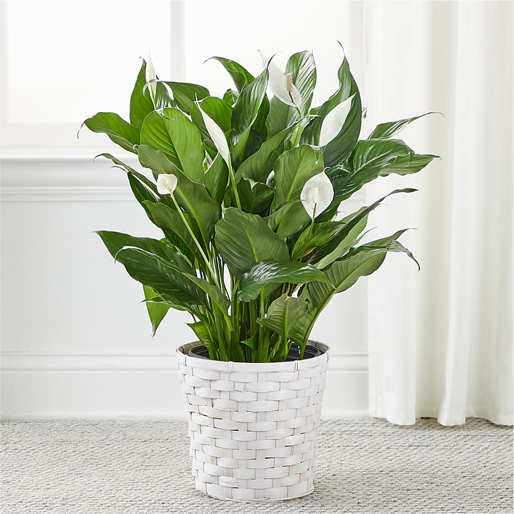 A New Leaf Peace Lily –  The Country Florist, Armour SD