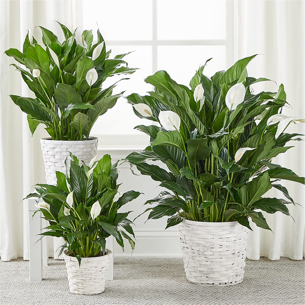 A New Leaf Peace Lily –  The Country Florist, Armour SD