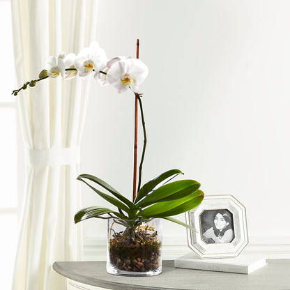 White Orchid Planter –  The Country Florist, Armour SD